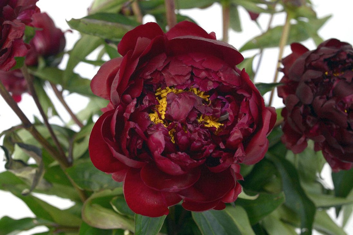 Bijūnai (Lot Paeonia) 'Peter Brand' 3-5 BR