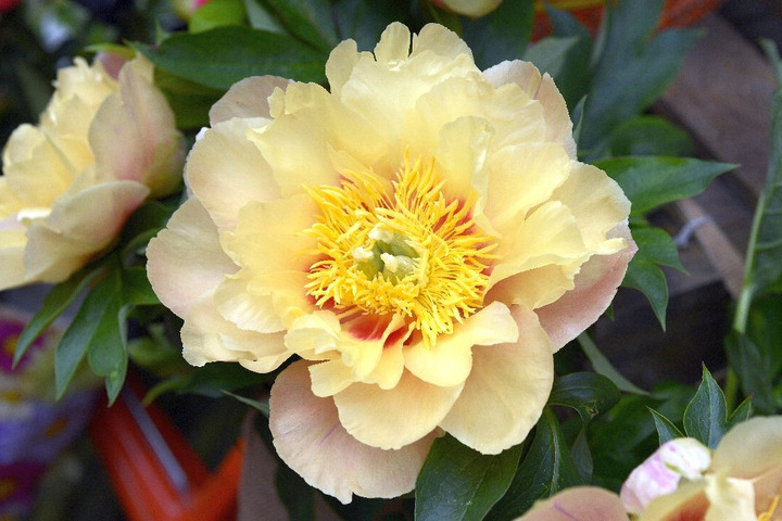 Bijūnai (Lot Paeonia) 'Prairie Charm' 3-5 BR