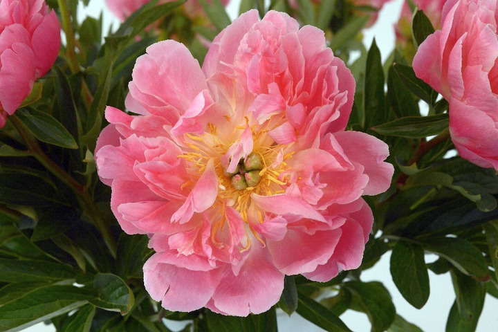 Bijūnai (Lot Paeonia) 'Pink Hawai Coral' 3-5 BR