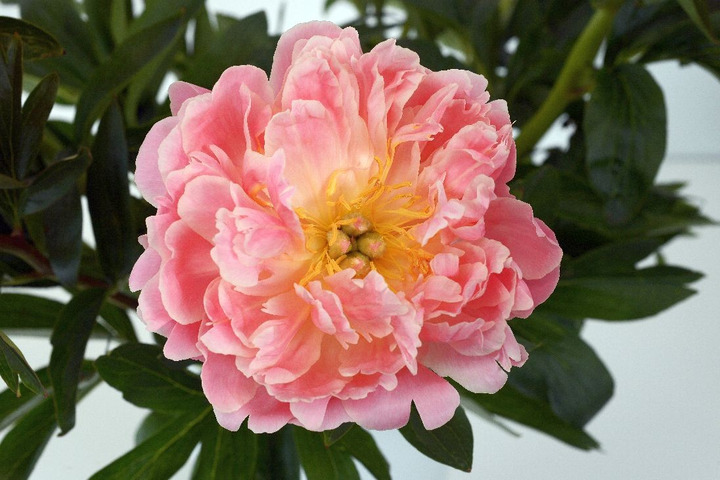 Bijūnai (Lot Paeonia) 'Pink Hawai Coral' 2-3 BR