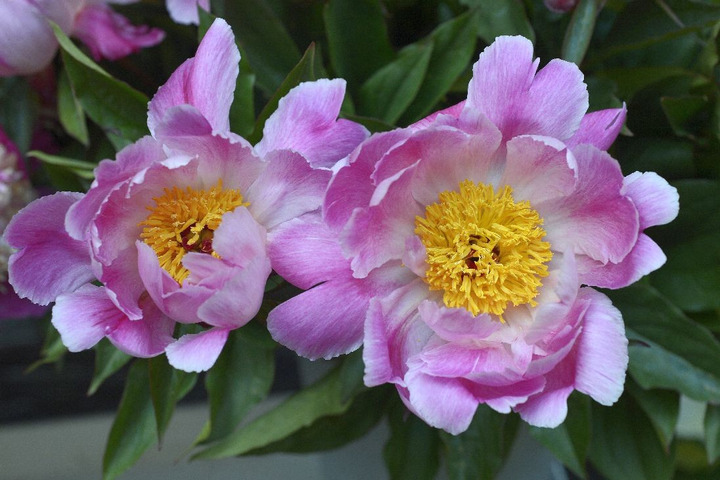 Bijūnai (Lot Paeonia) 'Pink Luau' 2-3 BR