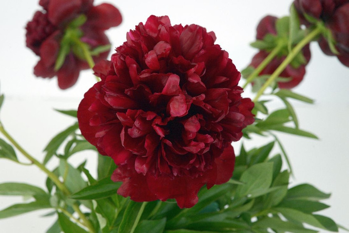 Bijūnai (Lot Paeonia) 'Red Charm' 3-5 BR