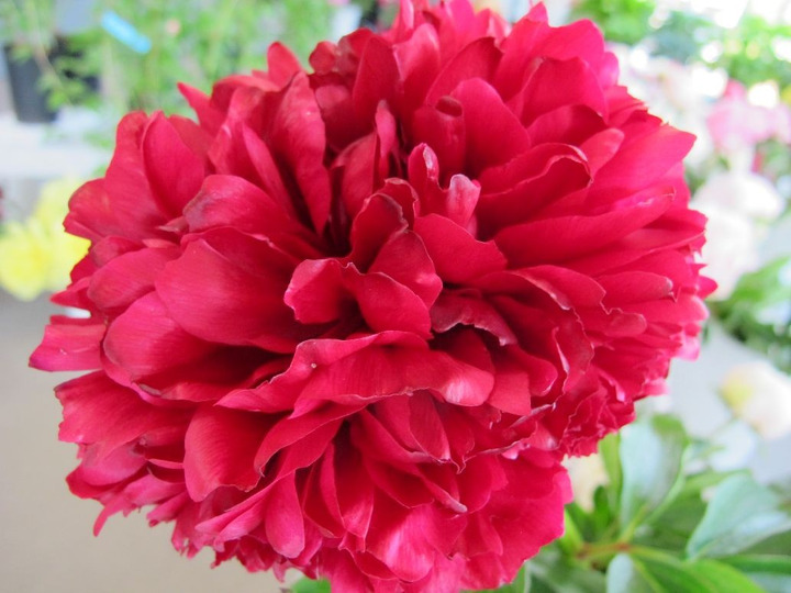 Bijūnai (Lot Paeonia) 'Red Grace' 3-5 BR