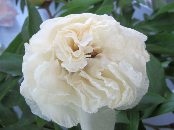 Bijūnai (Lot Paeonia) 'Sunny Girl' 2-3 BR