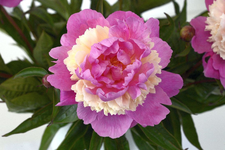 Bijūnai (L) (Lot Paeonia (L)) 'Sorbet' 3-5 BR