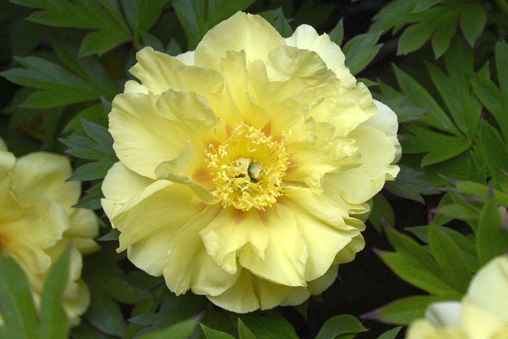 Bijūnai Itoh (Lot Paeonia) 'Sequestered Sunshine' 3-5 BR