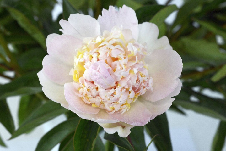 Bijūnai (Lot Paeonia) 'Top Brass' 3-5 BR