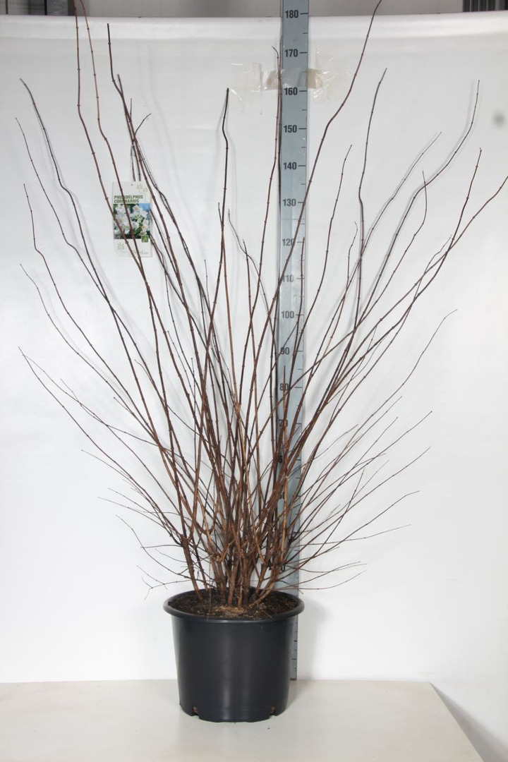 Jazminas darželinis (Lot Philadelphus coronarius)  C20 125-150 CM