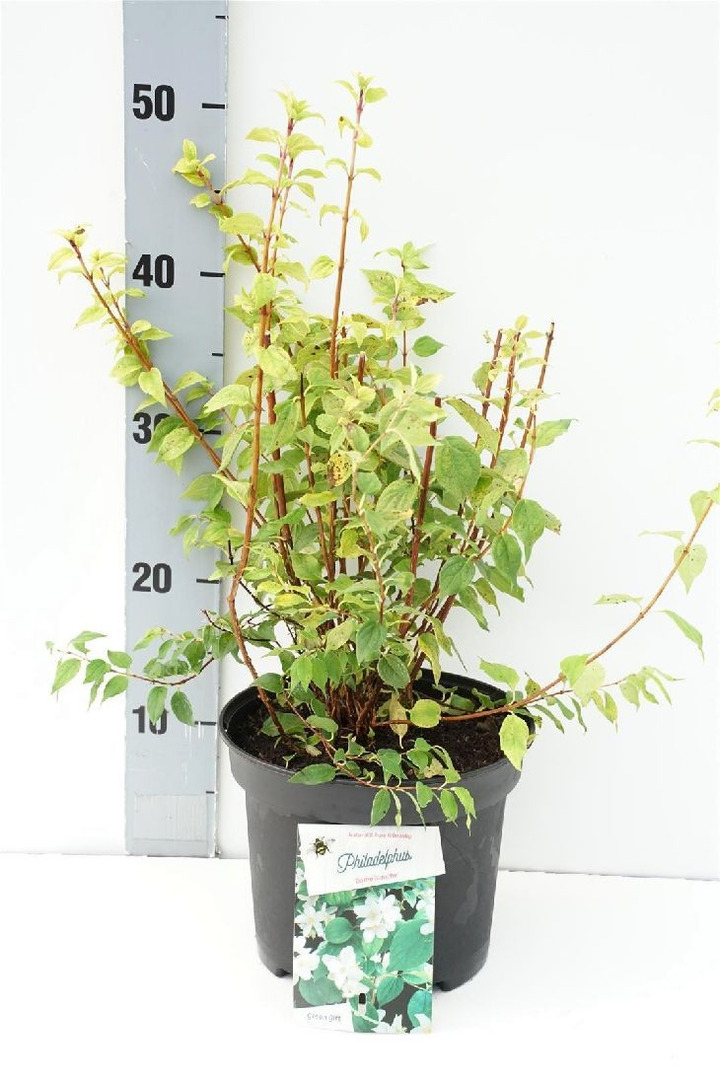 Jazminas (Lot Philadelphus) 'Dame Blanche' C3/P19 30-40 CM
