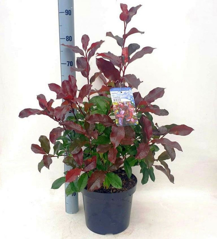 Fotinija (Lot Photinia fraseri) 'Camilvy' C7,5/P26 50-60 CM