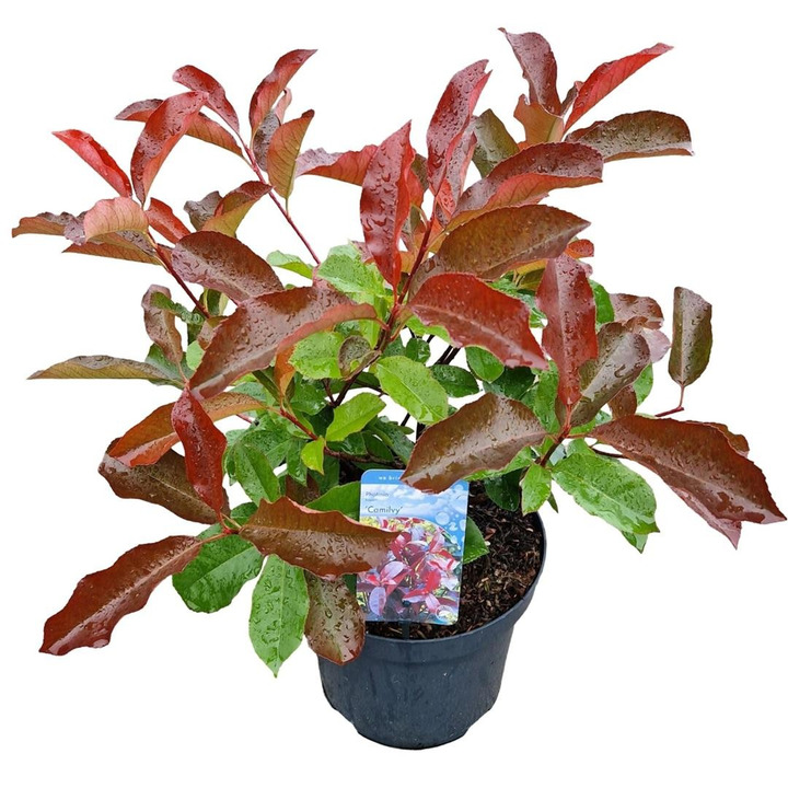 Fotinija (Lot Photinia fraseri) 'Camilvy' C7,5/P26 50-60 CM