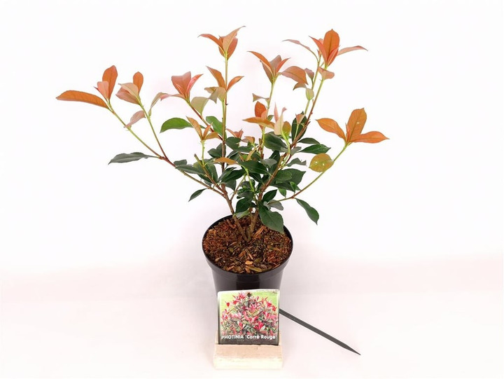 Fotinija (Lot Photinia fraseri) 'Carre Rouge' C1,5/P15 30-40 CM