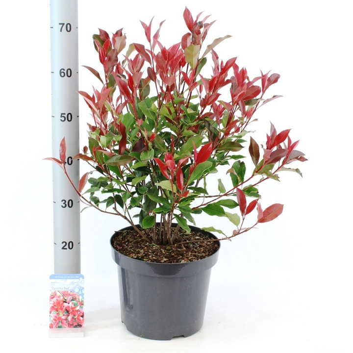 Fotinija (Lot Photinia fras.) 'Dynamo Red' C7,5/P26 50-60 CM