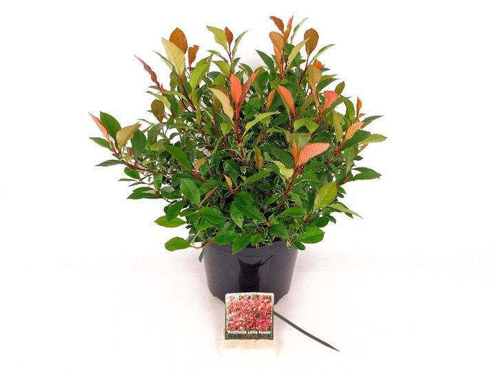 Fotinija (Lot Photinia fraseri) 'Little Fenna' C7,5/P26 30-40 CM