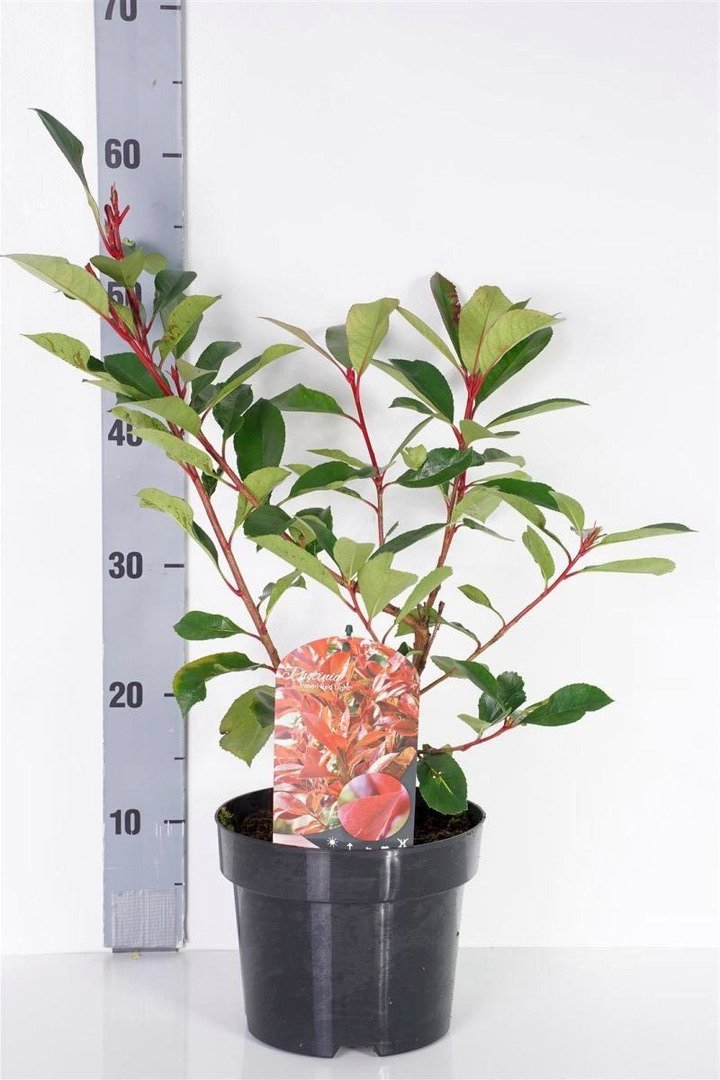Fotinija (Lot Photinia fraseri) 'Red Light' C3/P19 30-40 CM
