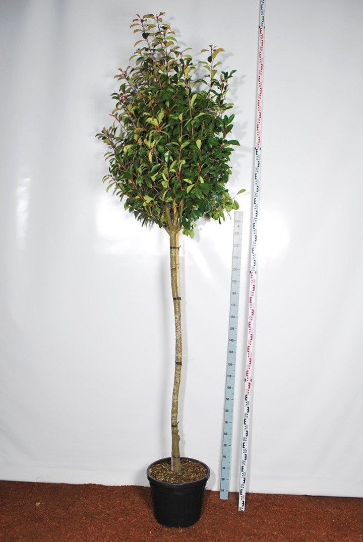 Fotinija (Lot Photinia fraseri) 'Red Robin' C55 STIEBAS 200 CM KAMIENO APIMTIS 12-14 CM