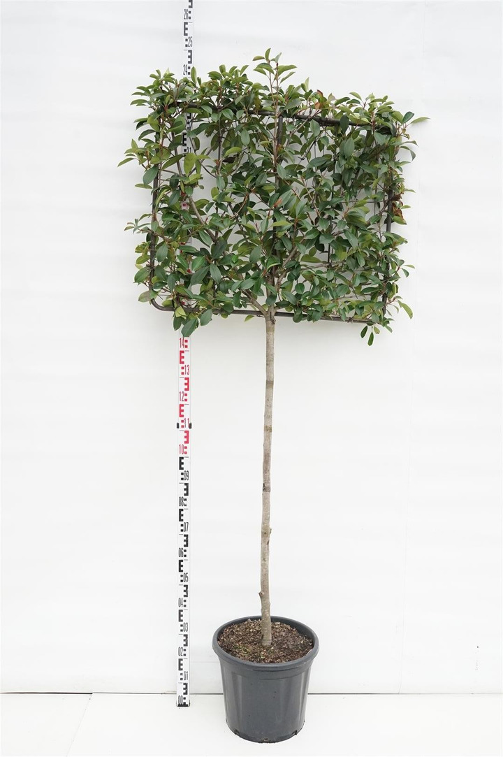 Fotinija (Lot Photinia fraseri) 'Red Robin'  C30 STIEBAS 120CM C30 90H70W