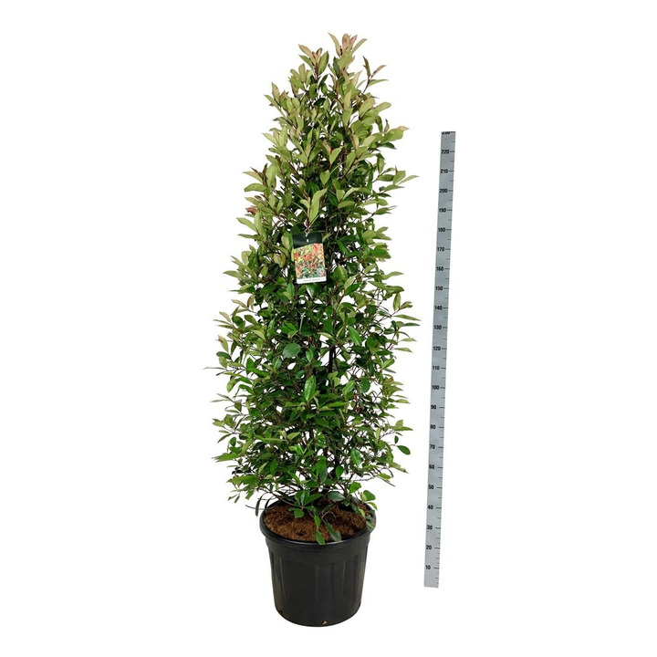 Fotinija (Lot Photinia fraseri) 'Red Robin' C70 200-225CM EXTRA