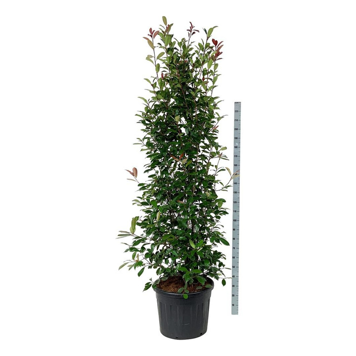 Fotinija (Lot Photinia fraseri) 'Red Robin' C90 225-250CM EXTRA