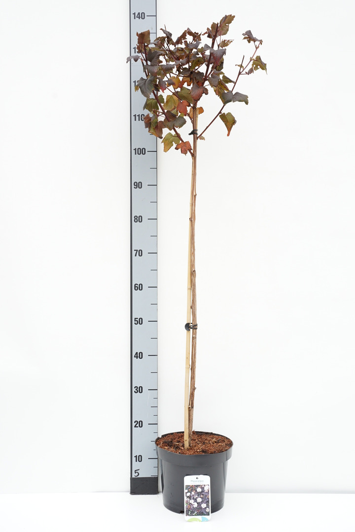 Pūslenis putinalapis (Lot Physocarpus op.) 'Diable d'or' C7,5/P26 STIEBAS 90 CM