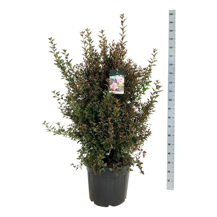 Pūslenis putinalapis (Lot Physocarpus op.) 'Little Devil' C55 100-125CM EXTRA