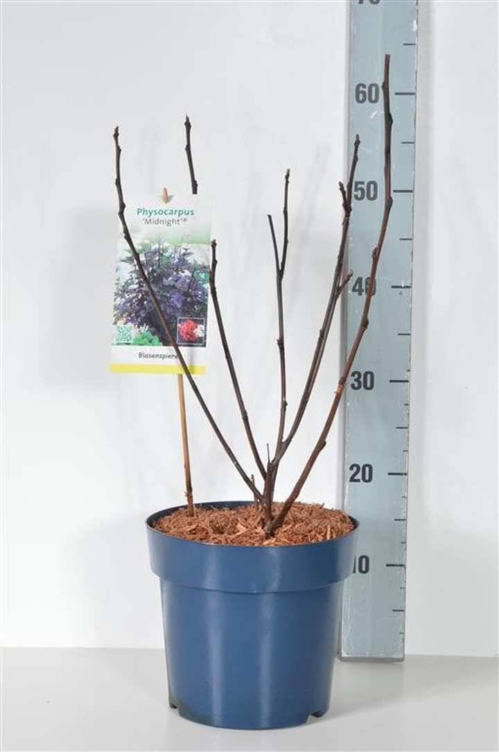 Pūslenis putinalapis (Lot Physocarpus op.) 'Midnight' C5/P23 40-50 CM