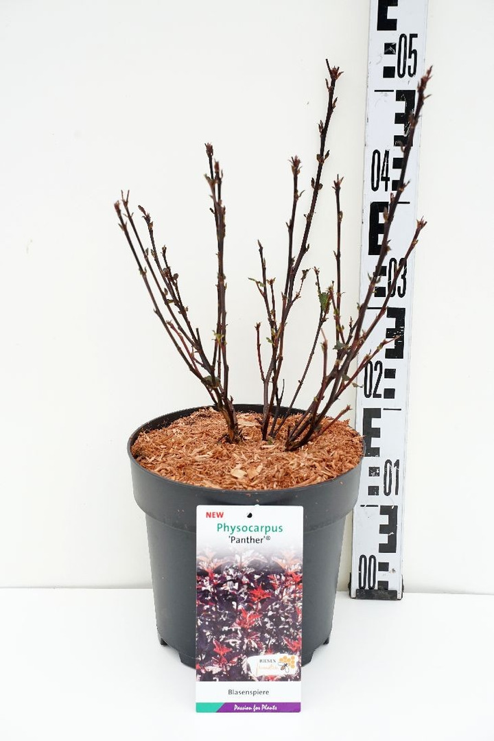 Pūslenis putinalapis (Lot Physocarpus opul.) 'Panther' C5/P23 40-50 CM