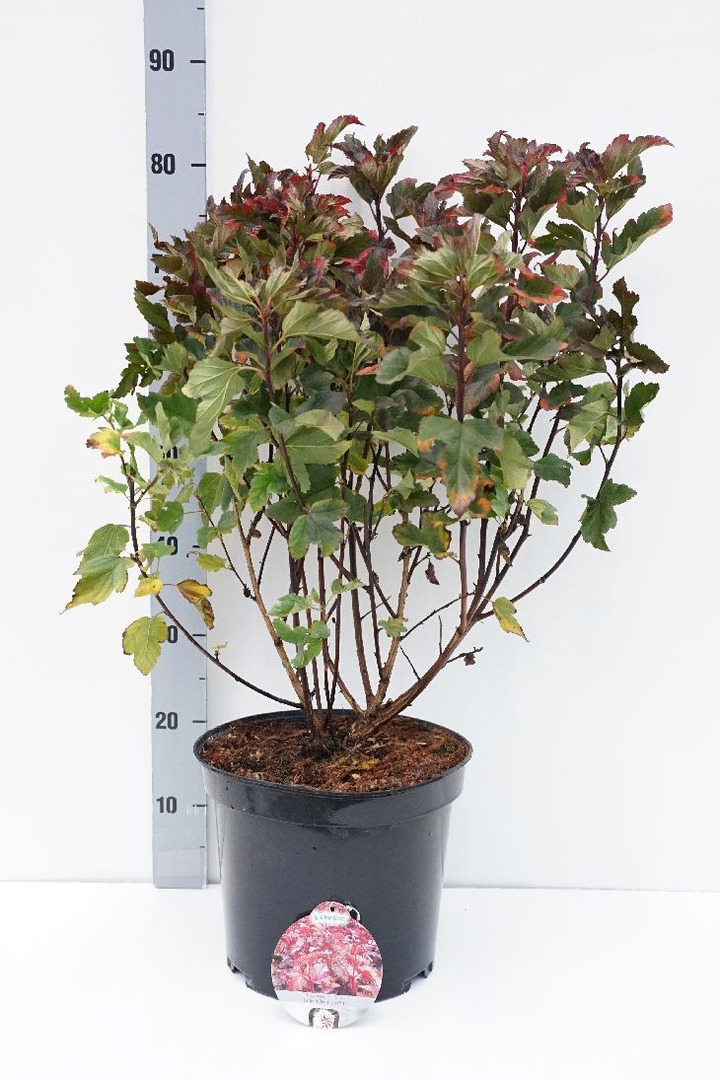 Pūslenis putinalapis (Lot Physocarpus op.) 'Red Baron' C10 50-60 CM