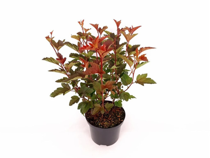 Pūslenis putinalapis (Lot Physocarpus op.) 'Schuch' C2/P17 30-40 CM