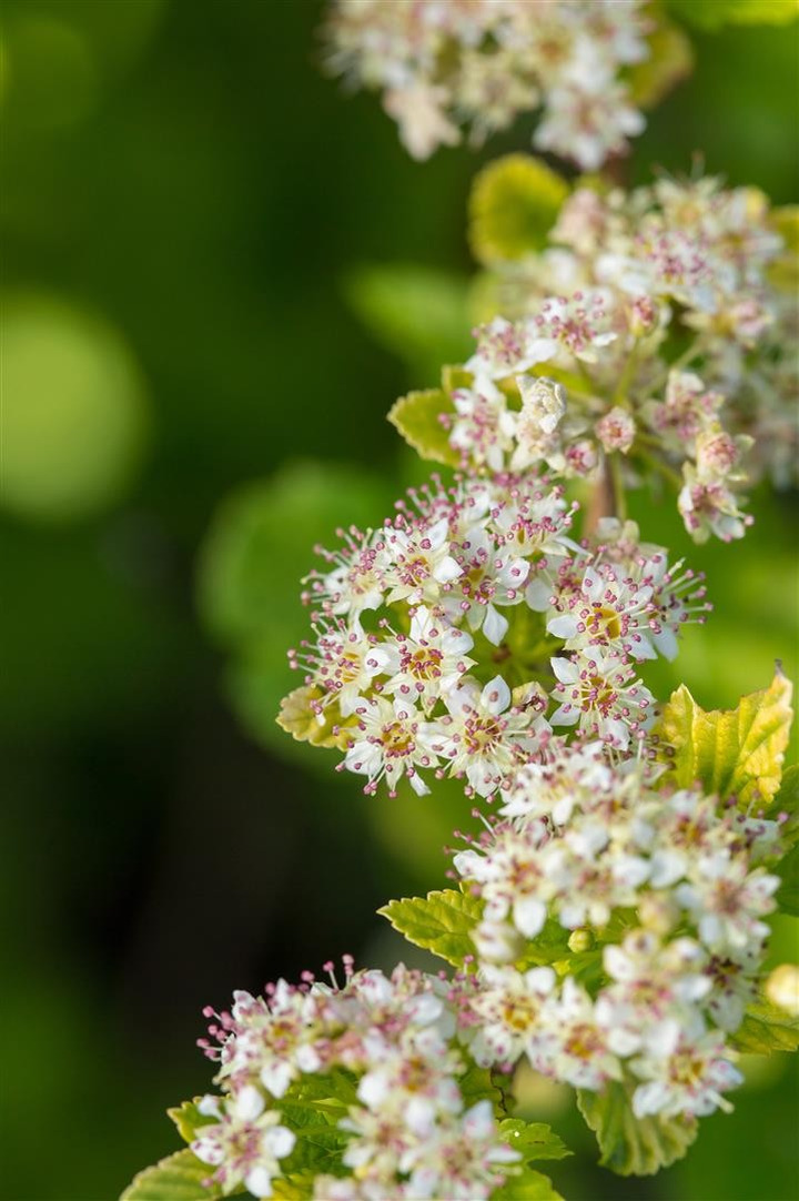 Pūslenis putinalapis (Lot Physocarpus op.) 'Lucky Devil' P9 JAUNI AUGALAI 20/+ CM