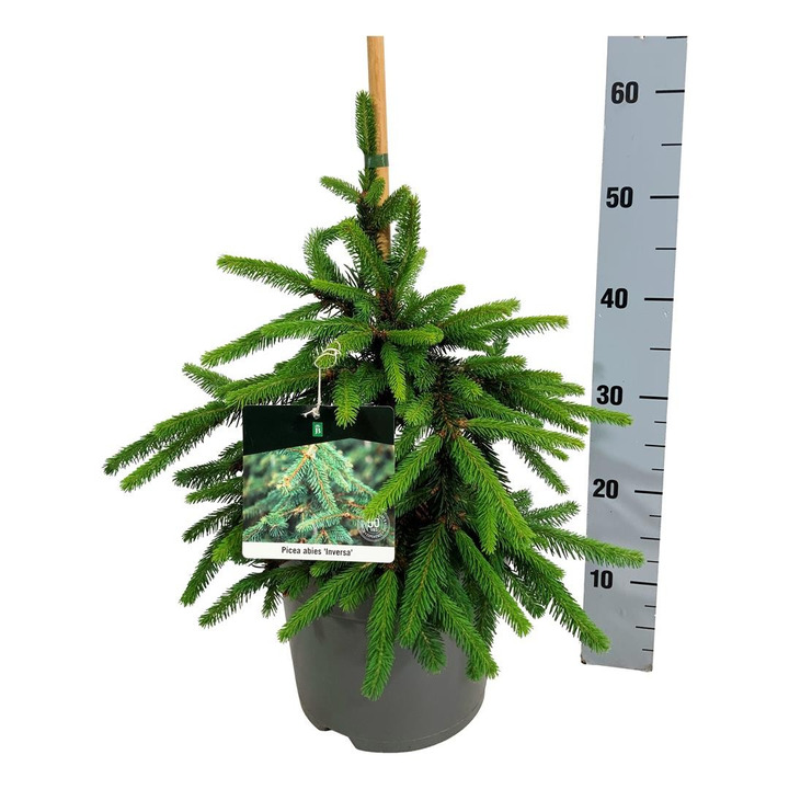 Eglė paprastoji (Lot Picea abies) 'Inversa' C7,5/P26 30-40 CM