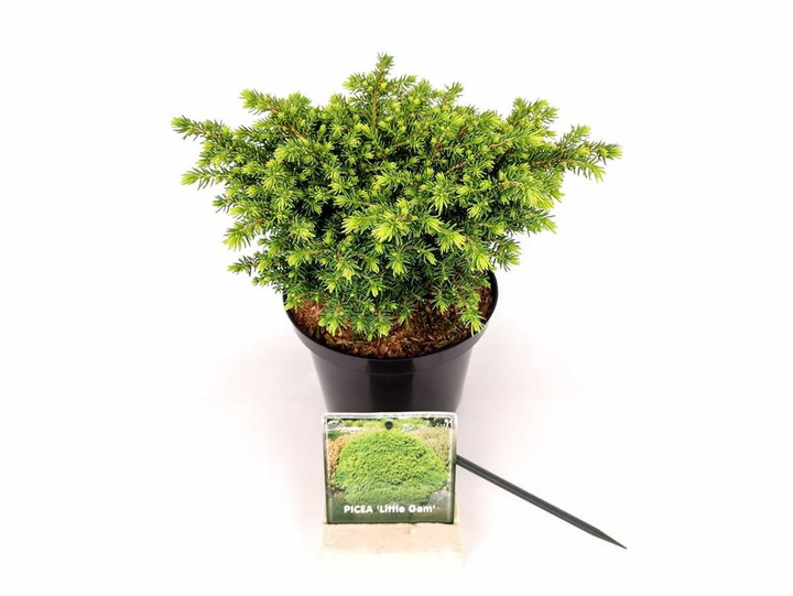 Eglė paprastoji (Lot Picea abies) 'Little Gem' C2/P17 20-30 CM