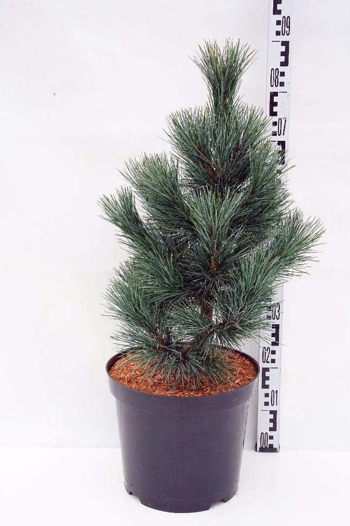 Pušis kedrinė  (Lot Pinus cembra) 'Glauca' C15 70-80 CM