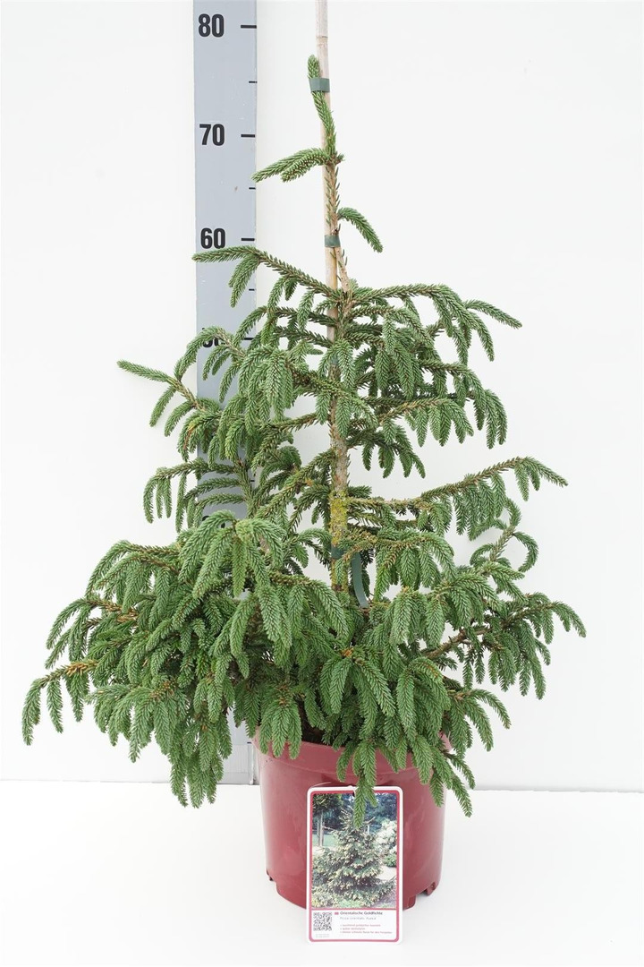 Eglė rytinė (Lot Picea orientalis) 'Aurea' C5/P23 40-50 CM