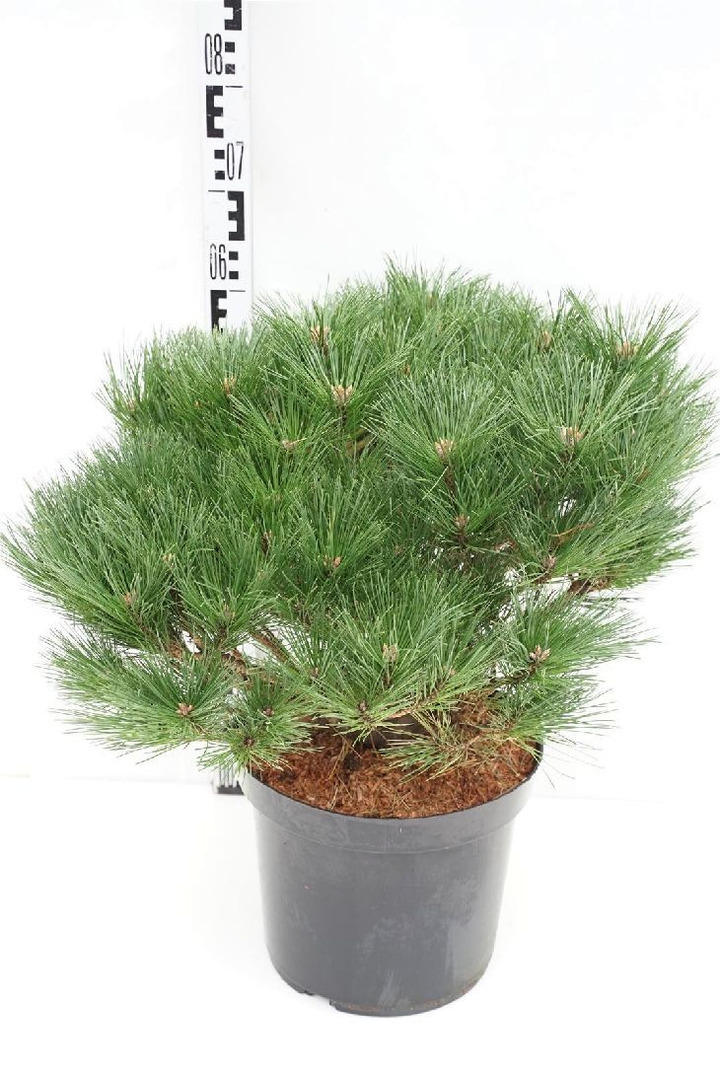 Pušis gausiažiedė (Lot Pinus dens.) 'Benelux' C12 50-60 CM