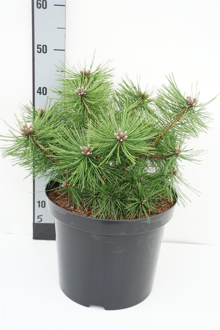 Pušis gausiažiedė (Lot Pinus dens.) 'Jane Kluis' C10 30-40 CM
