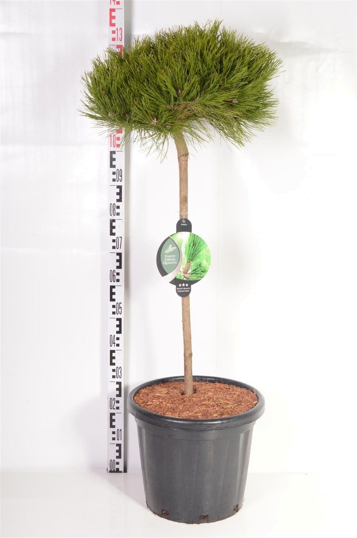 Pušis gausiažiedė (Lot Pinus dens.) 'Low Glow' C25 STIEBAS 90 CM