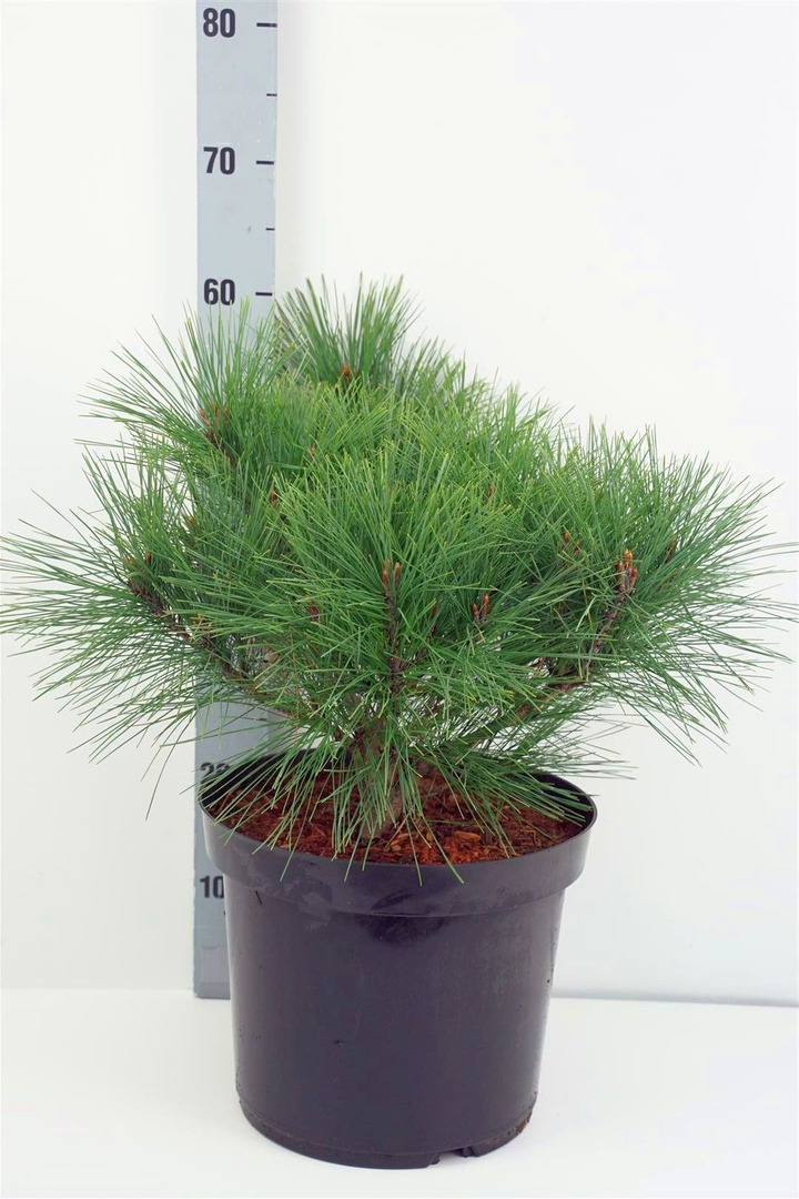 Pušis gausiažiedė (Lot Pinus dens.) 'Umbraculifera' C12 40-50 CM