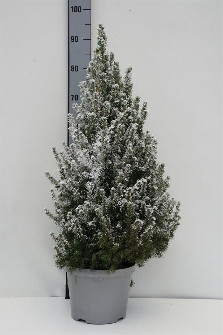 Eglė baltoji (Lot Picea gl.) 'Conica' C4/P21 50-60 CM DECO