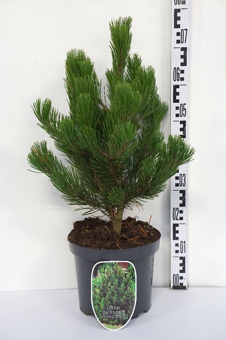 Pušis baltažievė (Lot Pinus heldreichii) 'Green Giant' C7,5/P26 40-50 CM