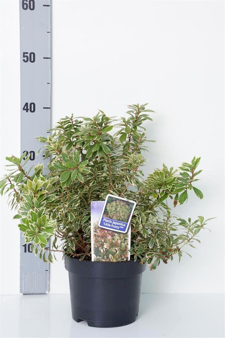 Bereinutis japoninis (Lot Pieris jap.) 'Little Frosty' C2/P17 20-25 CM
