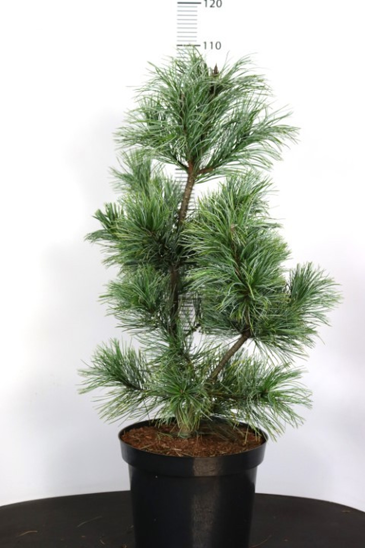 Pušis korėjinė (Lot Pinus koraiensis) 'Silveray' C12 60-80 CM