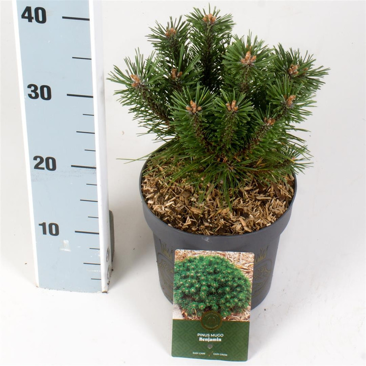 Pušis kalninė (Lot Pinus mugo) 'Benjamin' C2,5/P18 15-20 CM