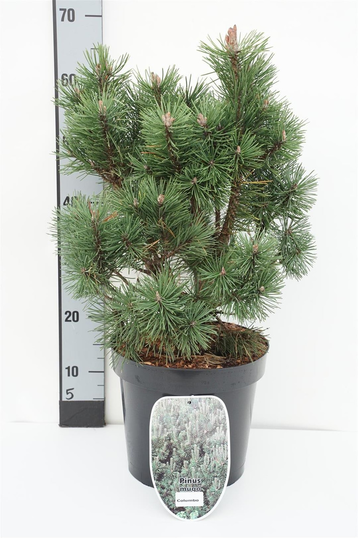 Pušis kalninė (Lot Pinus mugo) 'Columbo' C7,5/P26 30-40 CM *