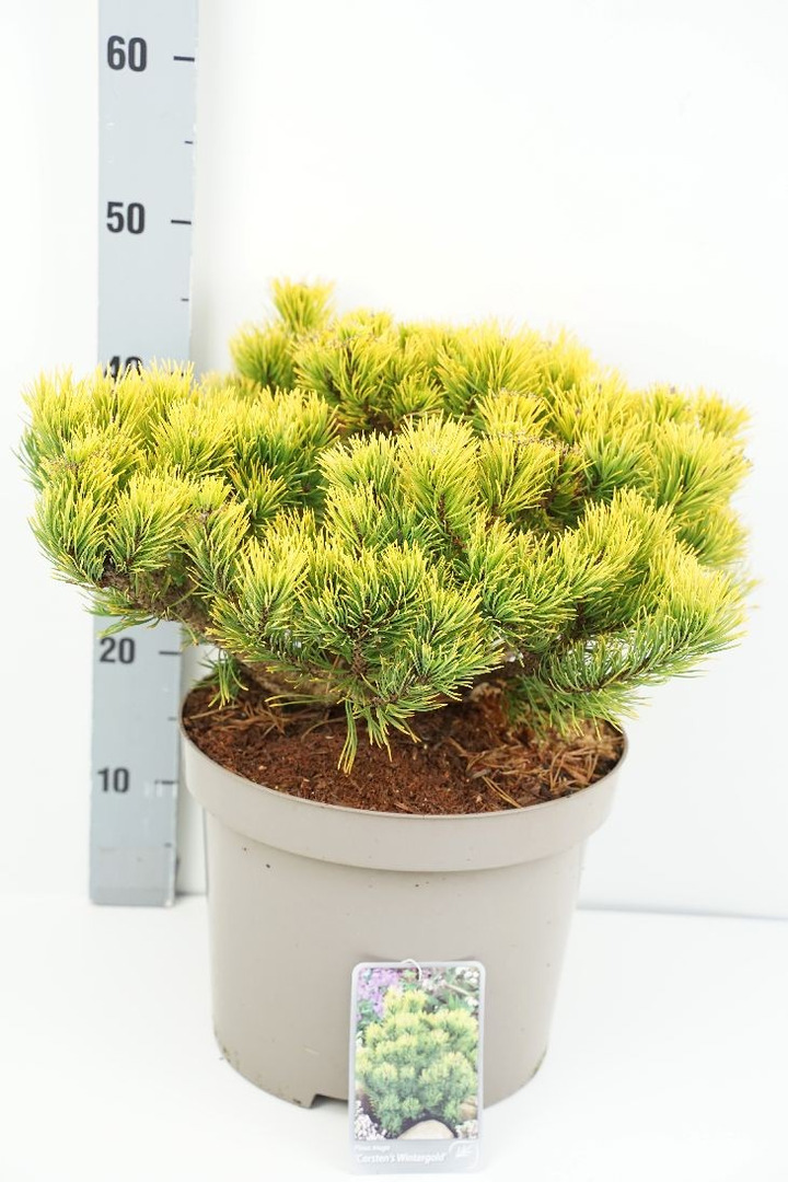 Pušis kalninė (Lot Pinus mugo) 'Carsten's Winter Gold' C10 40-50 CM