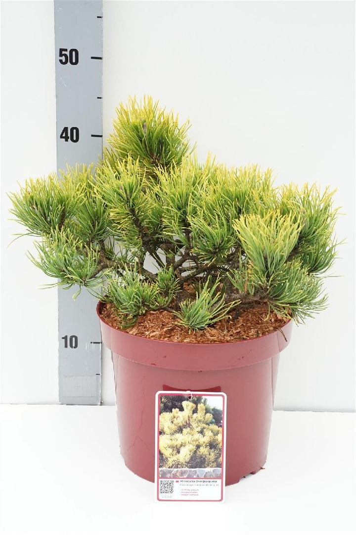 Pušis kalninė (Lot Pinus mugo) 'Carsten's Winter Gold' C7,5/P26 30-40 CM