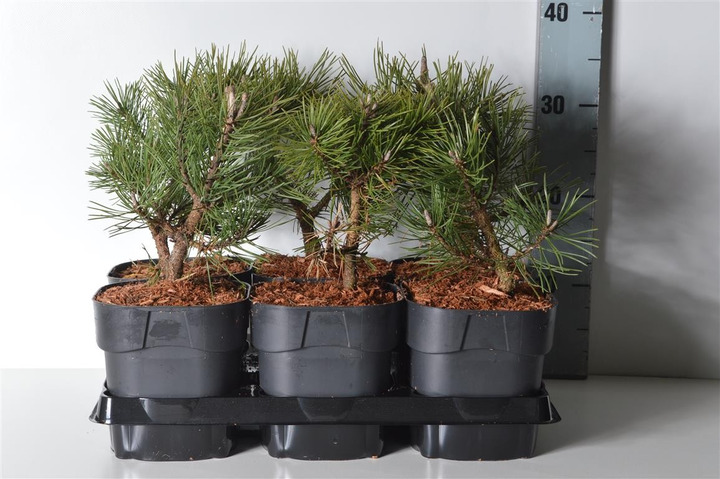 Pušis kalninė (Lot Pinus mugo) 'Gnom' C2/P17