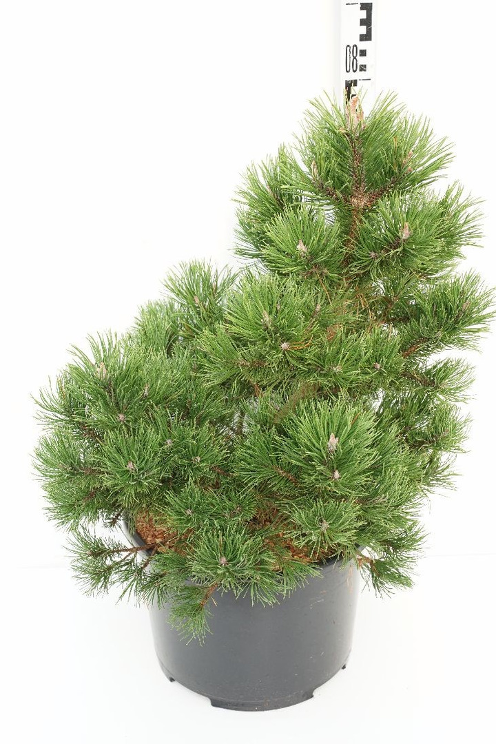 Pušis kalninė (Lot Pinus mugo) 'Gnom' C20 50-60 CM