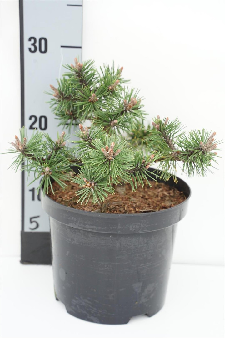 Pušis kalninė (Lot Pinus mugo) 'Humpy' C3/P19 10-15 CM