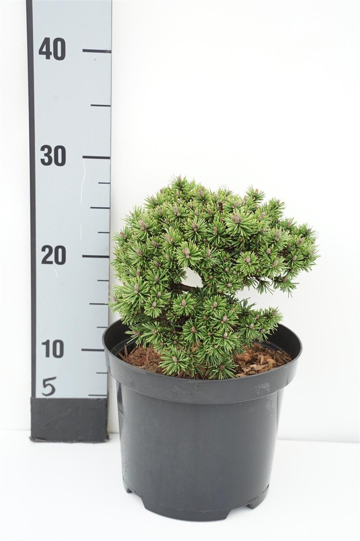 Pušis kalninė (Lot Pinus mugo) 'Mini Mops' C3/P19 15/+ CM